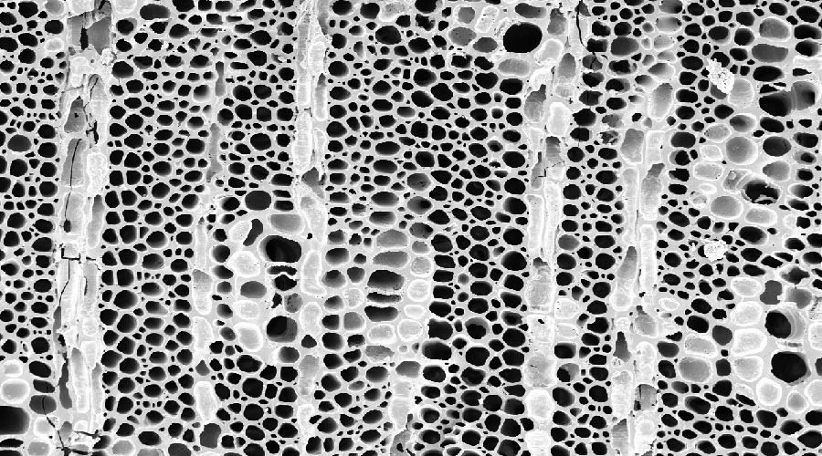 Scanning electron microscope image of a cross-section of wood vessels, magnified to 240×.