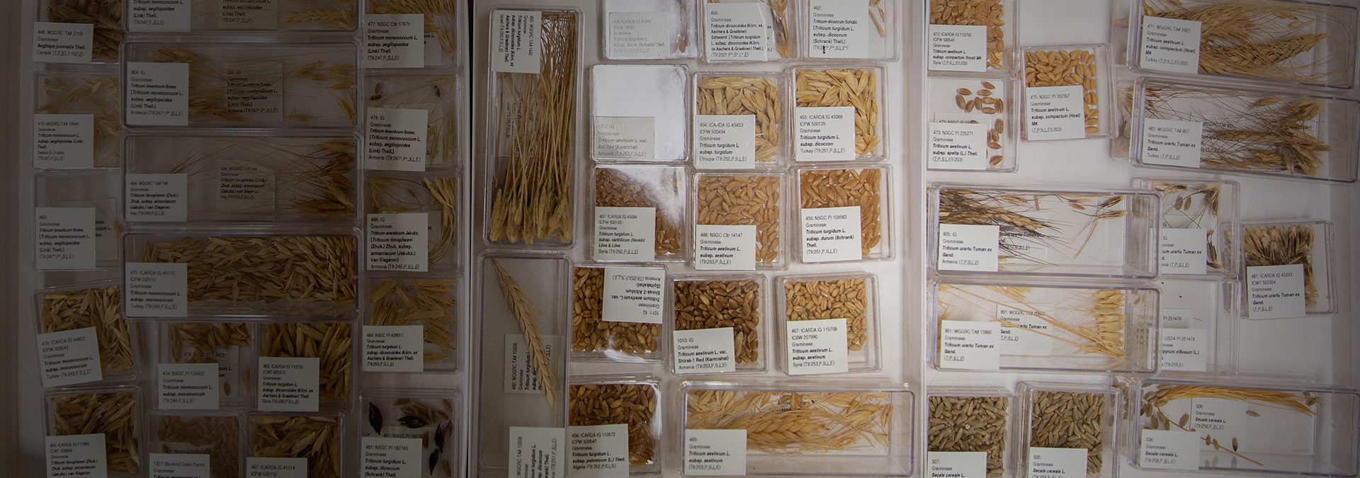 Archive collection of seeds from an anthropology laboratory.