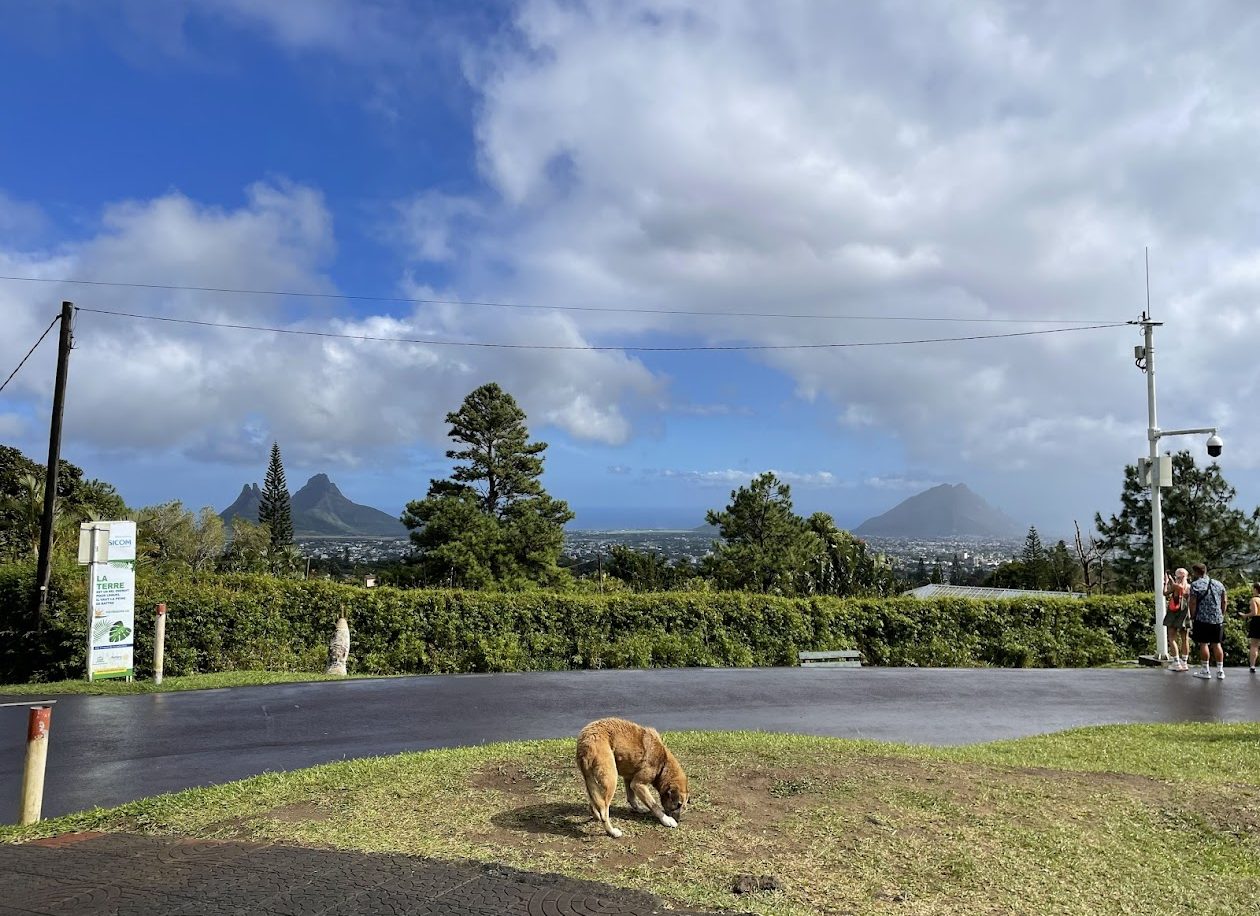 Dog with scenic mountains