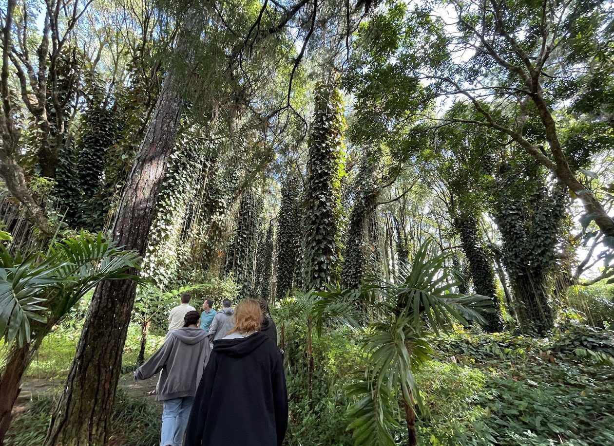 Students walking through a tropical rainforest